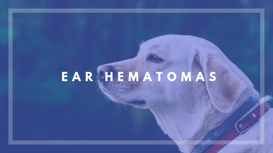 Older Pups vs Hematomas