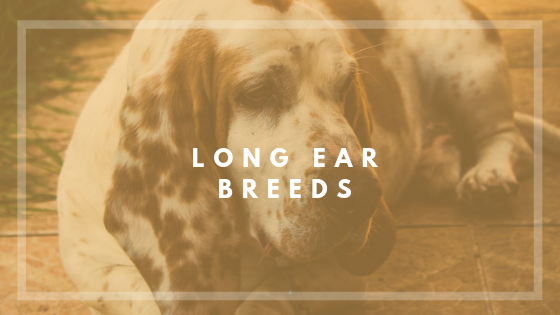 For Hounds and dog with longer ears